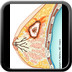 Breast cancer BI-RADS Assessment Categories Breast cancer