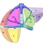 Anatomie du foie foie-vue-antero-laterale-segmentation-hepatique Anatomie du foie foie-vue-antero-laterale-segmentation-hepatique