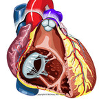 Anatomie du coeur coeur-anterieur-interieur-ventricule-droit Anatomie du coeur coeur-anterieur-interieur-ventricule-droit
