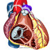 Anatomie du coeur coeur-anterieur-interieur-ventricule-droit