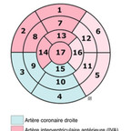 Anatomie du coeur coeur-oeil-de-boeuf-segmentation-myocardique Anatomie du coeur coeur-oeil-de-boeuf-segmentation-myocardique