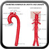 Anatomie de l’aorte diametres-normaux-de-l'aorte