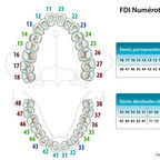 Anatomie des dents FDI-numérotation-des-dents Anatomie des dents FDI-numérotation-des-dents